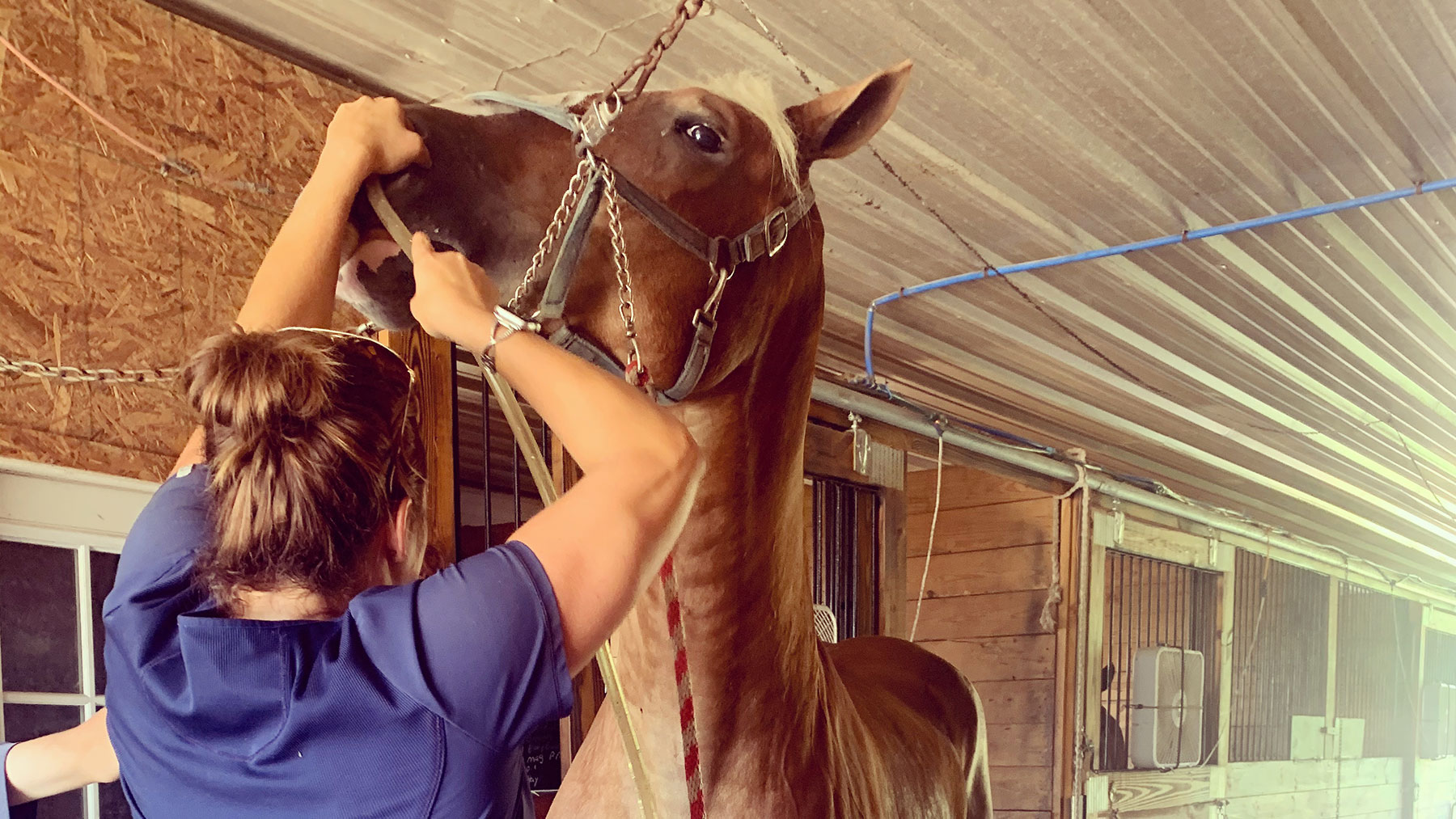 Arthur, IL 61911 Veterinary Reviews Graham Veterinary Clinic